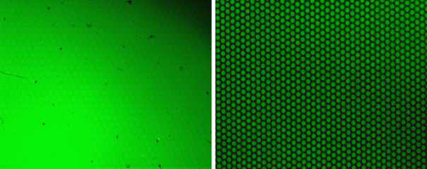 형광다이(FITC-dextran dye)를 통한 360,000개 샘플 isolation 확인