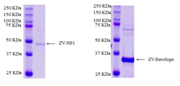 지카 바이러스 항원 NS1(좌), Envelope protein (우)