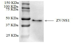 Western blot 결과