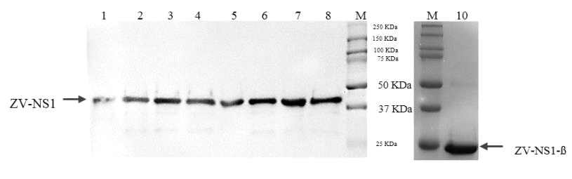 대장균 발현 NS1 단백질의 western blotting 결과