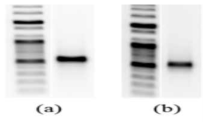 (a) Longgene A200 and tube type, (b) GIST PCR system and film type chip