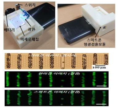 패터닝된 형광입자들의 현미경 이미지 및 스마트폰 형광모듈을 통해 촬영한 형광이미지