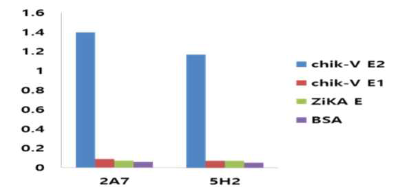 치쿤구니아바이러스 표피단백질 E2에 대한 단클론항체의 반응성