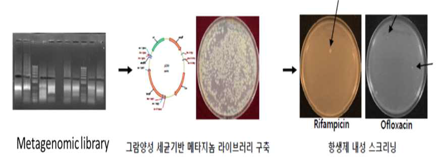 Mycobacterium tubercuosis를 포함 하는 metagenomic library 구축 및 항생제 내성 스크리닝 과정