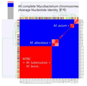 All complete mycobacterium chormosome을 이용한 average nucleotide identity분석
