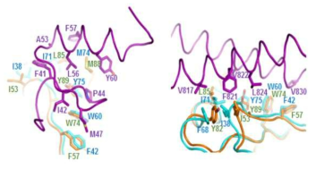 Mimivirus GTPase-human 단백질 복합체 구조 모델링
