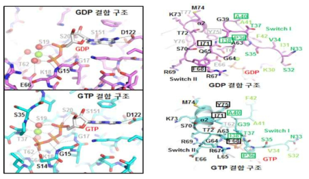 Mimivirus GTPase 단백질 구조 분석