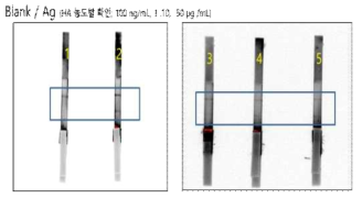 Influenza H1N1 HA을 이용한 선형 업컨버젼 형광 기반 측면유동 면역반응 1. Blank, 2. 100 ng/㎖, 3. 1 ㎍/㎖, 4. 10 ㎍/㎖, 5. 50 ㎍/㎖