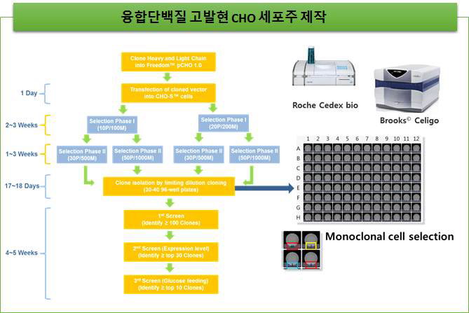 세포주 제작 흐름도