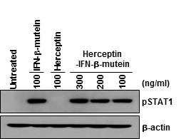융합단백질의 인산화된 STAT-1 유도능 검증