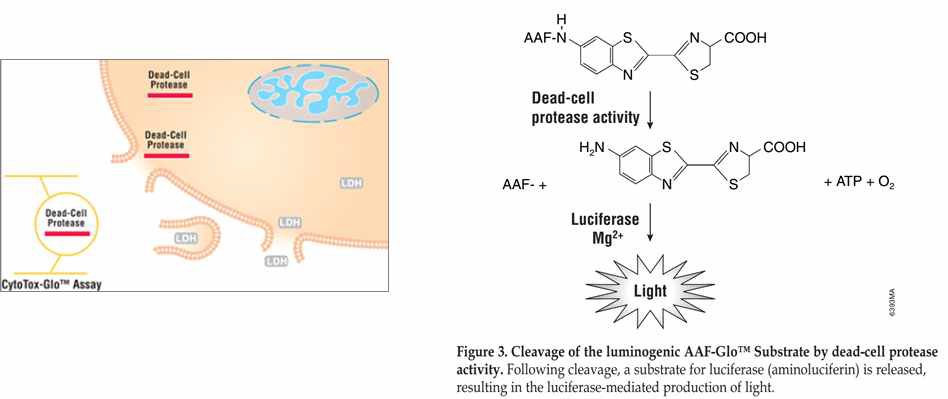 Dead cell protease 검출법