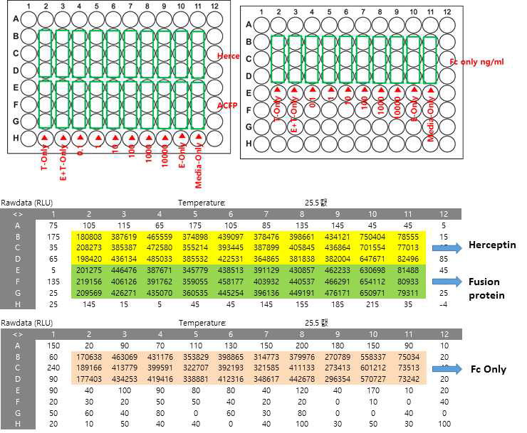 Dead cell protease 검출법을 활용한 ADCC assay