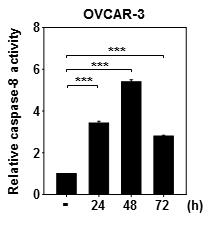 인터페론-베타 변이체 처리에 의한 Caspase8 활성도 측정