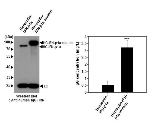 Herceptin-인터페론-베타와 Herceptin-인터페론-베타 변이체 융합단백질의 transient 발현 비교