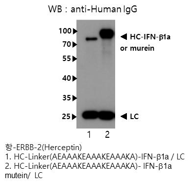 Linker의 변경 후 Herceptin-인터페론-베타와 Herceptin-인터페론-베타 변이체 융합단백질의 transient 발현 비교