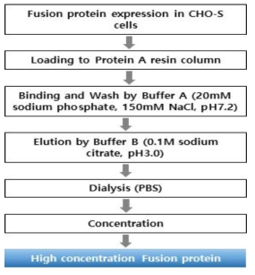 융합단백질의 예비 정제 조건 구축