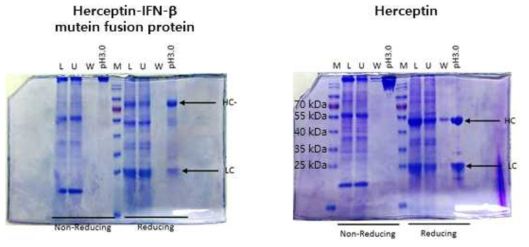 Herceptin과 Herceptin-인터페론-베타 변이체 융합단백질의 Protein A 정제