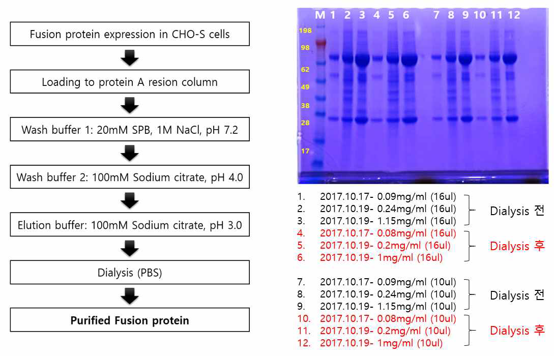 변경된 융합단백질 정제 과정과 정제 결과