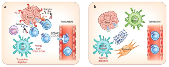 T세포 비율이 높은 종양 미세환경(a)과 그렇지 않은 미세환경(b)에서의 면역 세포의 역할