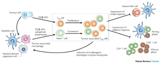 종양 미세 환경에서 조절 T세포의 생성 및 역할