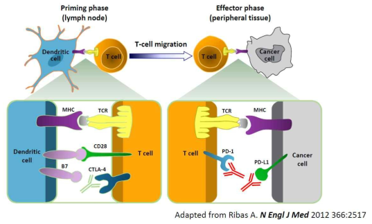 immune checkpoint blocking agent의 작용 기전 모식도. 암세포의 B7이 T세포의 CTLA4와 결합하거나 혹은 암세포가 내는 PD-L1이 T세포의 PD-1과 결합하게 되면 negative regulation이 되면서 T세포가 암세포를 인지하지 못하고 면역 회피 (immune escape)이 발생하게 됨. CTLA-4나 PD-L1, PD-1을 block하는 단일클론항체를 사용하게 되면, negative regulation을 못하게 되며 T세포가 암세포를 인지하게 되어 암세포를 공격하여 사멸시킴