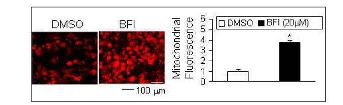 BFI-1 처리에 의한 갈색지방세포 내 미토콘드리아 증가 효과