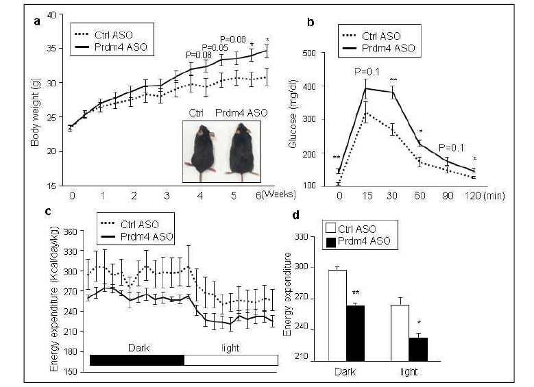 비만쥐의 PRDM4 저해에 의한 체중 증가 및 대사량 감소