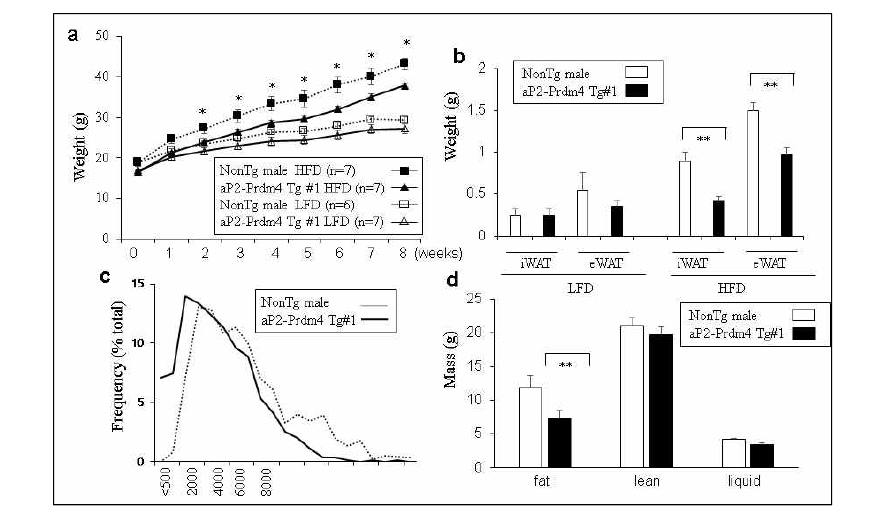 PRDM4 과발현 비만쥐의 체중증가 저해 효과 및 지방조직 크기 및 무게의 감소