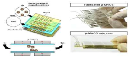 A microfluidic magnetic-activated cell sorter (μ-MACS)