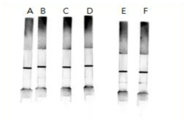 Troponin I 면역 진단 스트립결과 (A,B:control; C,D: 10 ng/ml; E,F: 1ug/ml)