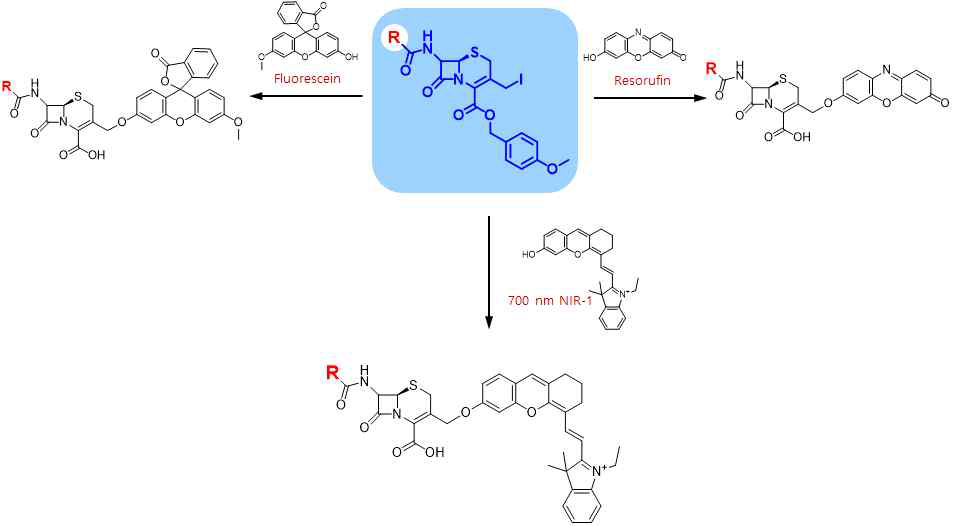 Fluorescein, resorufin, NIR probe를 이용한 beta-lactamase에 감응하는 형광체 합성