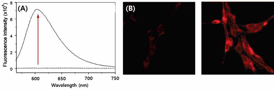 (A) 화합물 3과 beta-lactamase 혼합물의 형광스펙트럼 및 (B) Wild-type (좌)과 beta-lactamase transfected (우) C6 glioma cells에서의 형광이미지