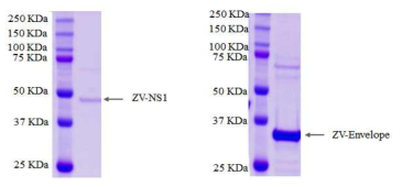 지카 바이러스 항원 NS1(좌), Envelope protein (우)