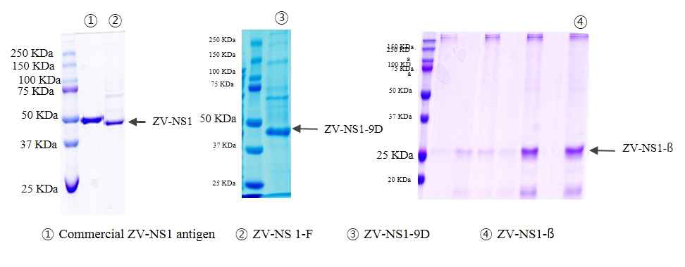 초파리에서 발현 된 NS1 단백질의 SDS-PAGE
