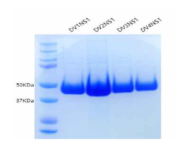 DV1, DV2, DV3, DV4의 NS1 단백질항원