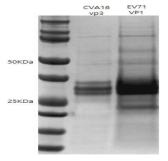 EV71 VP1, CVA16 VP3 표적 항원