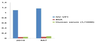 Norovirus VP1항원에 대한 단클론항체의 반응성