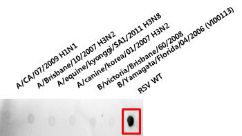 바이오유해물질 검출용 항체(RSV-4A3) 후보군의 교차반응성 측정(Dot blot assay)