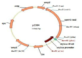 바실러스 amylase 유전자(amyE)에 삽입되는 벡터