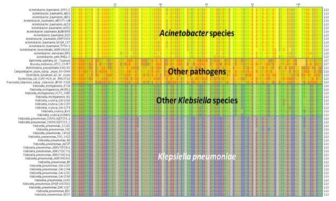 Core gene, pheT의 다중 염기서열 분석, A,T,G,C 각각의 base를 4개의 색으로 표현