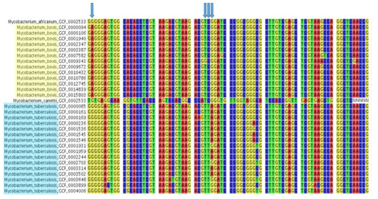 Core-gene alignment에서 SNP site를 추출하여 M. bovis와, M.tuberculosis에 대한 자중 서열 분석결과