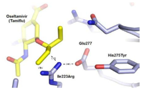 I223R H275Y 이중 돌연변이 단백질 구조 모델링