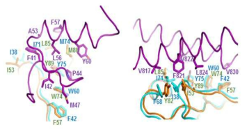 Mimivirus GTPase-human 단백질 복합체 구조 모델링