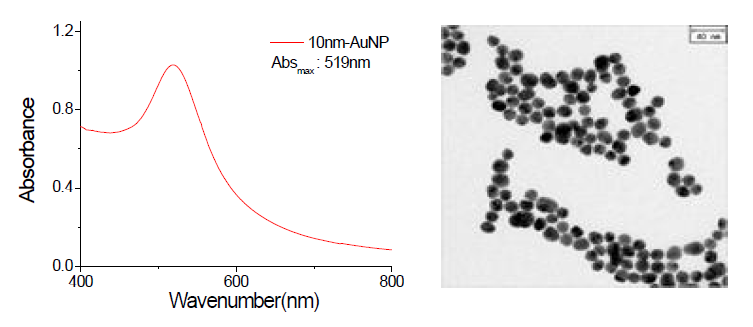 금 나노입자의 UV/Vis spectrum & TEM image