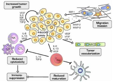 STAT3 과활성화가 종양미세환경에 끼치는 영향