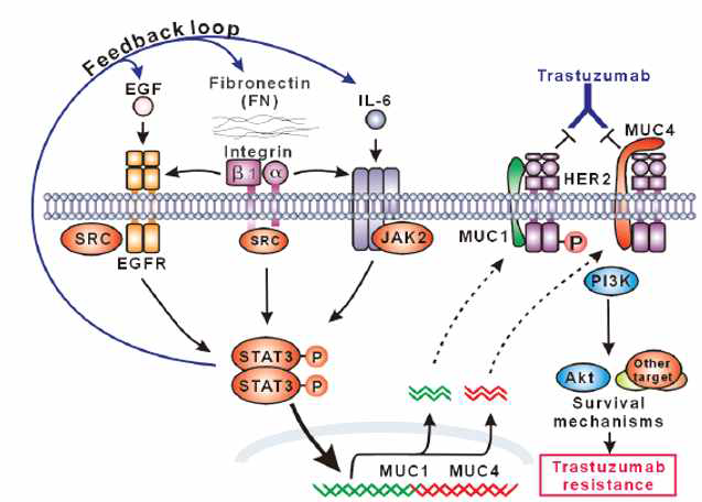 STAT3 과활성화를 통한 Herceptin 내성 메커니즘