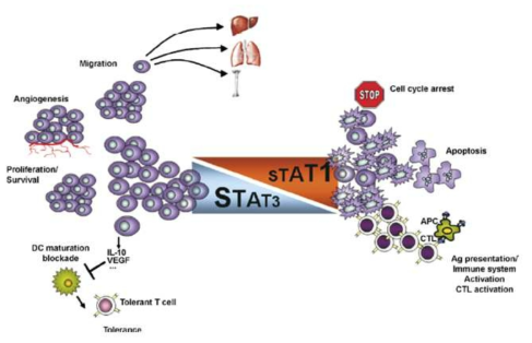 암세포에서 STAT1과 STAT3의 상반된 역할