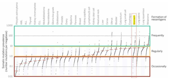 암종별 체세포 돌연변이의 빈도 비교