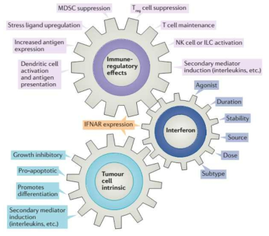 Instrinsic, Extrinsic 인터페론의 항암작용