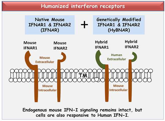 HyBNAR 마우스의 인터페론 리셉터-1/-2의 형태